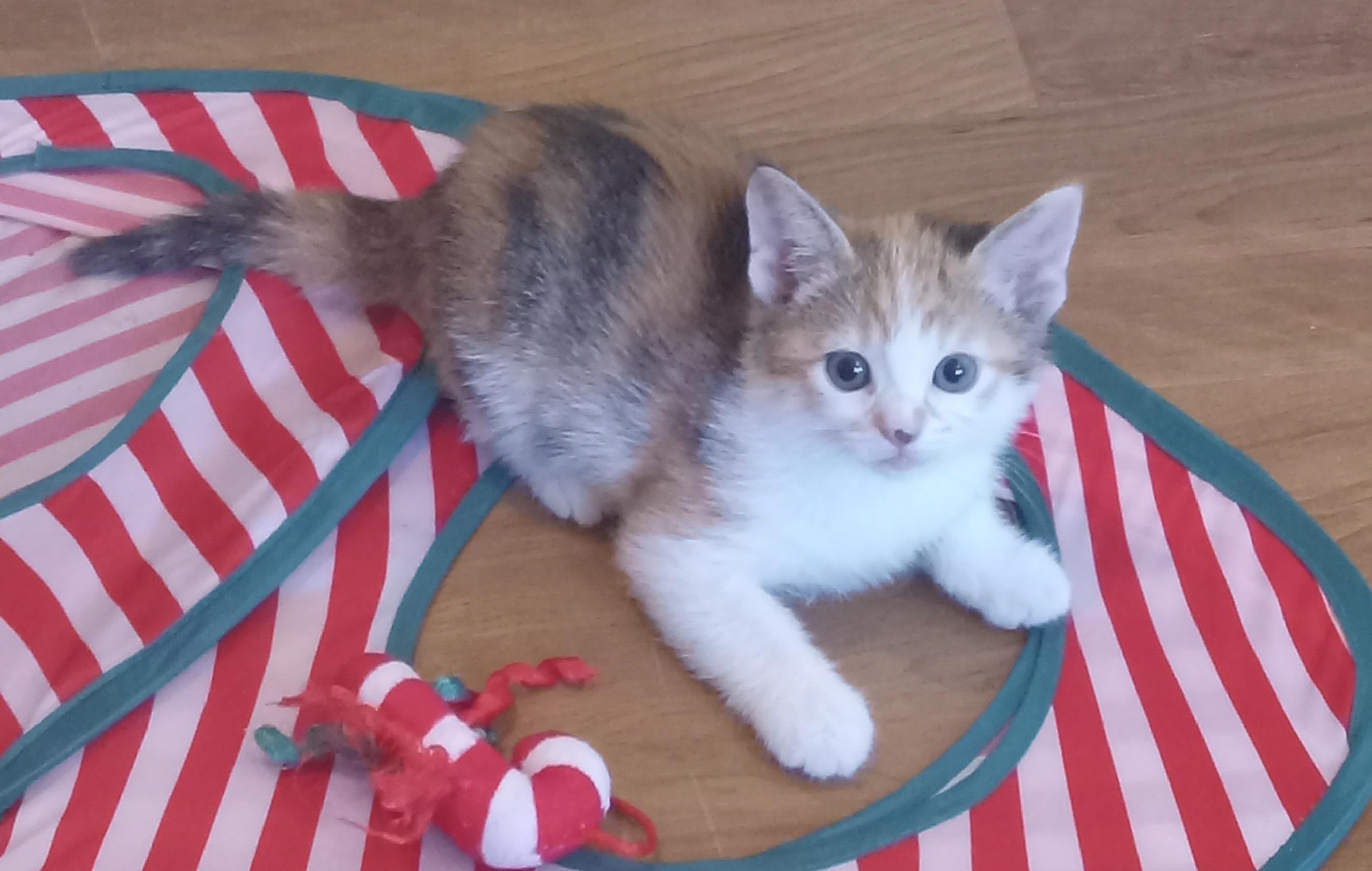 Enlarge Jennifer, an adopted Domestic Short Hair in Irvine, CA image 4/4