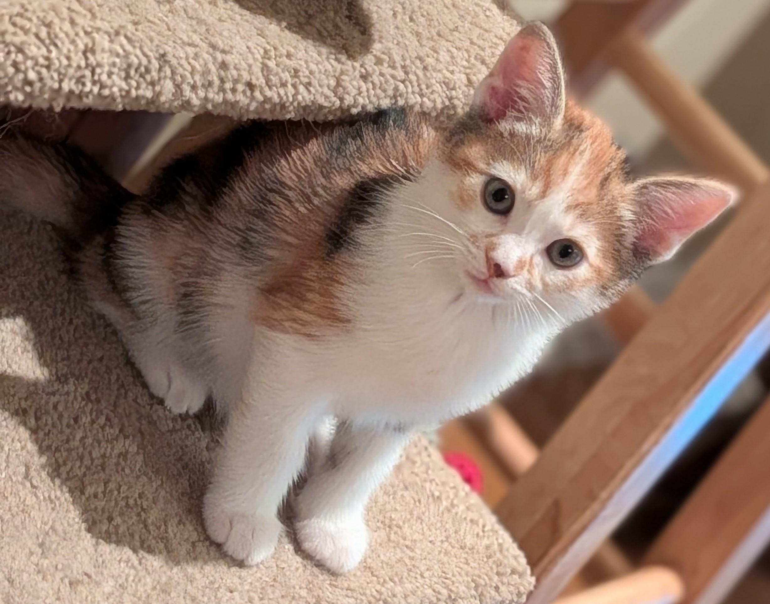 Enlarge Jennifer, an adopted Domestic Short Hair in Irvine, CA image 2/4