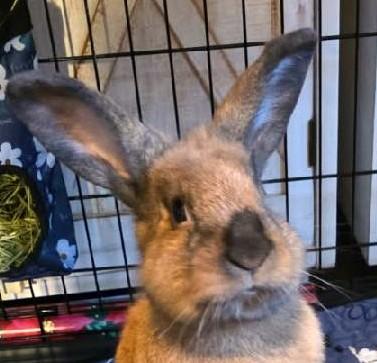 Enlarge Teddy, a ADOPTABLE mixed breed in Bow, WA image 1/3