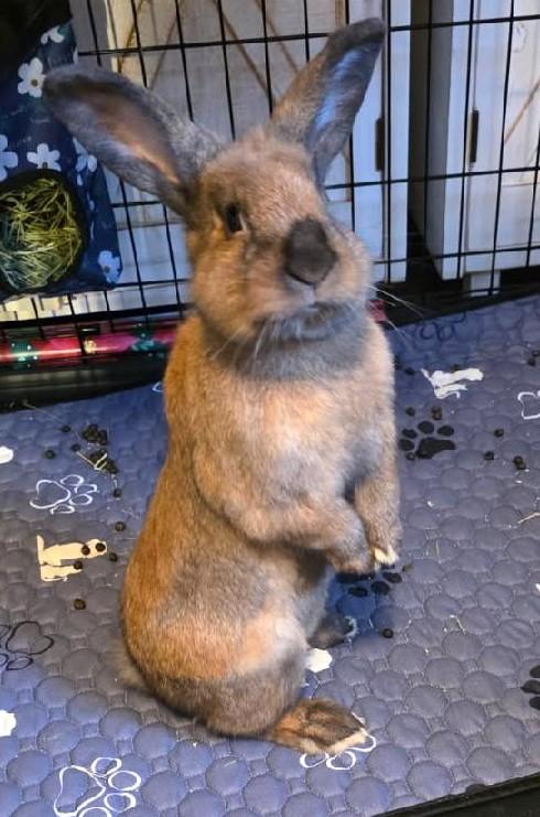 Enlarge Teddy, a ADOPTABLE mixed breed in Bow, WA image 3/3