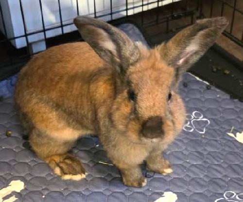 Enlarge Teddy, a ADOPTABLE mixed breed in Bow, WA image 2/3