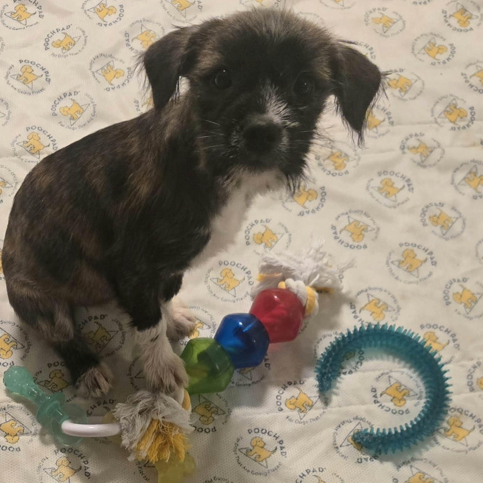 Enlarge Ursula, a Adoptable mixed breed in Rochester, NY image 3/6