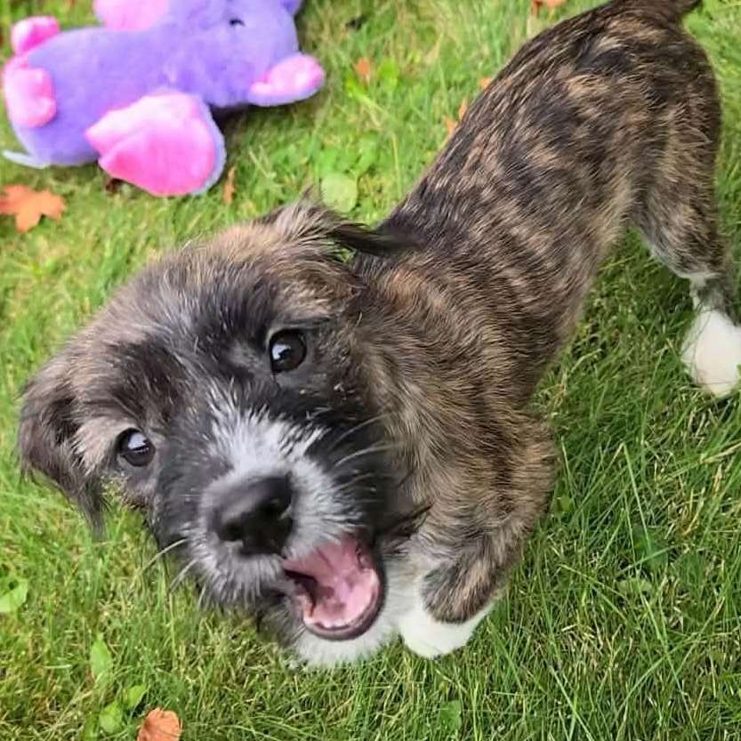 Enlarge Ursula, a Adoptable mixed breed in Rochester, NY image 4/6