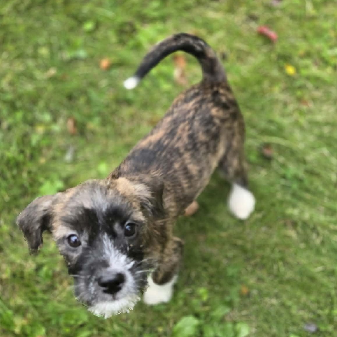 Enlarge Ursula, a Adoptable mixed breed in Rochester, NY image 6/6