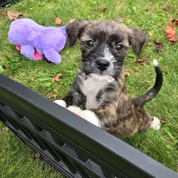 Enlarge Ursula, a Adoptable mixed breed in Rochester, NY image 1/6