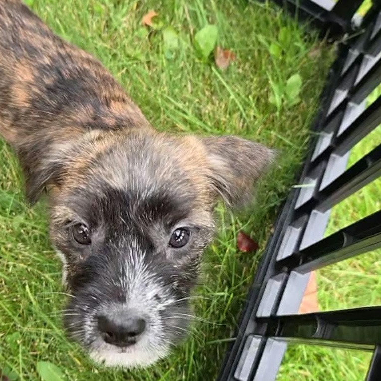 Enlarge Ursula, a Adoptable mixed breed in Rochester, NY image 5/6