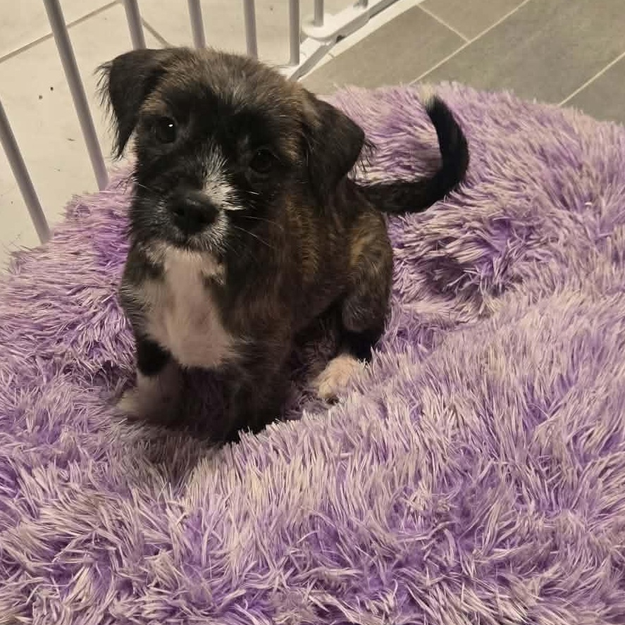 Enlarge Ursula, a Adoptable mixed breed in Rochester, NY image 2/6