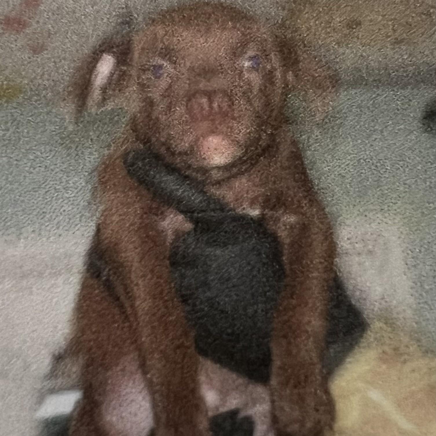 Enlarge Lillian, an adopted mixed breed in New Windsor, NY image 2/2