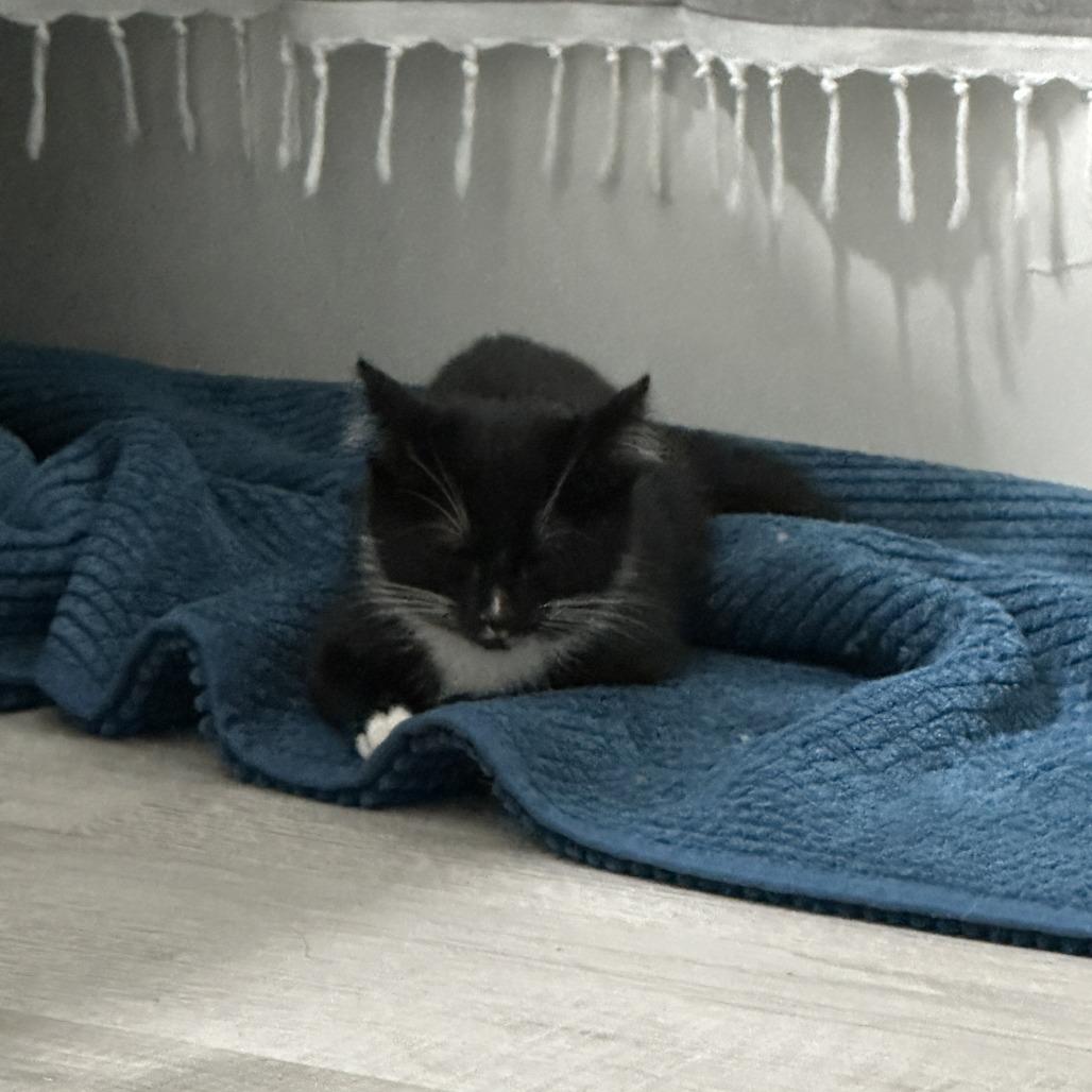 Spot, Adoptable, Young Male American Shorthair.