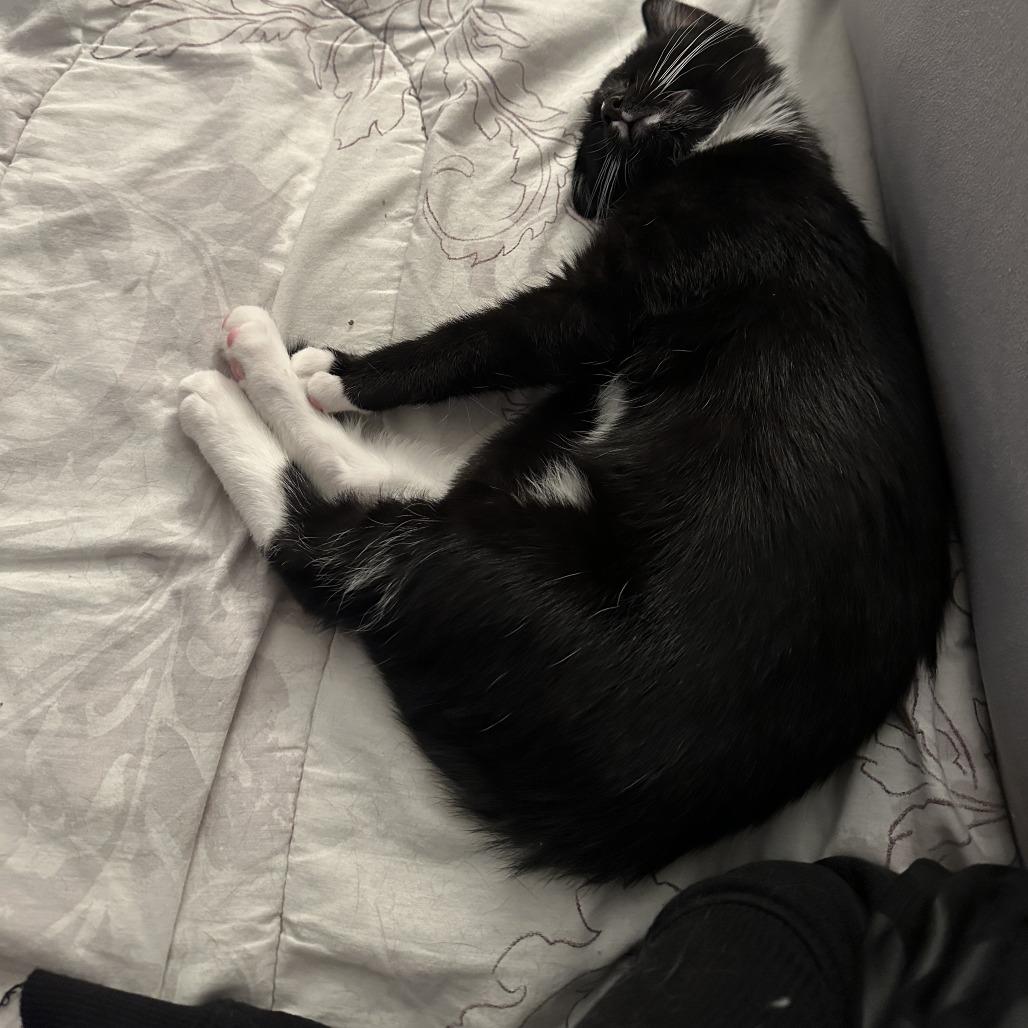 Spot, Adoptable, Young Male Domestic Short Hair.