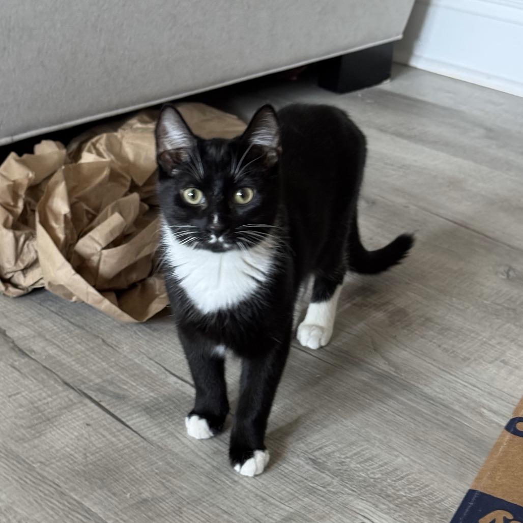 Enlarge Spot, a Adoptable Domestic Short Hair in Winston Salem, NC image 3/4