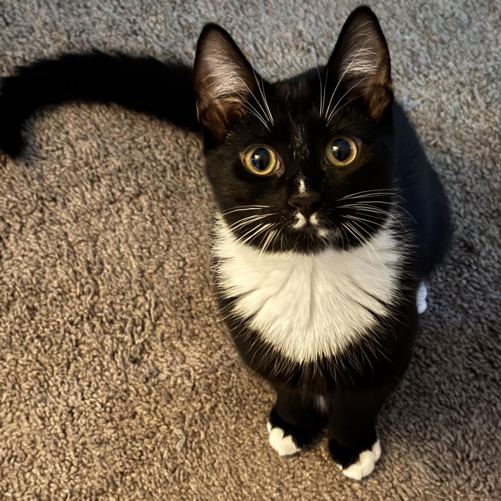 Enlarge Spot, a Adoptable Domestic Short Hair in Winston Salem, NC image 4/4