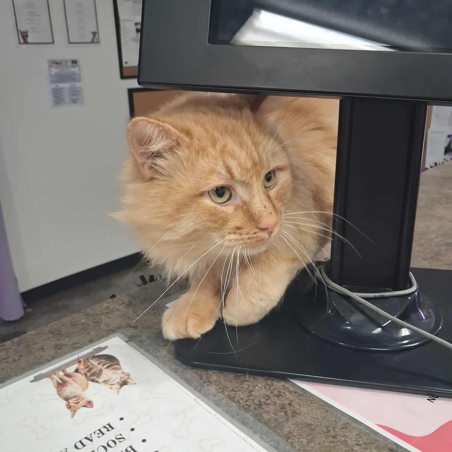 Count Flame, an adoptable Domestic Long Hair in Roosevelt, UT image 3/4