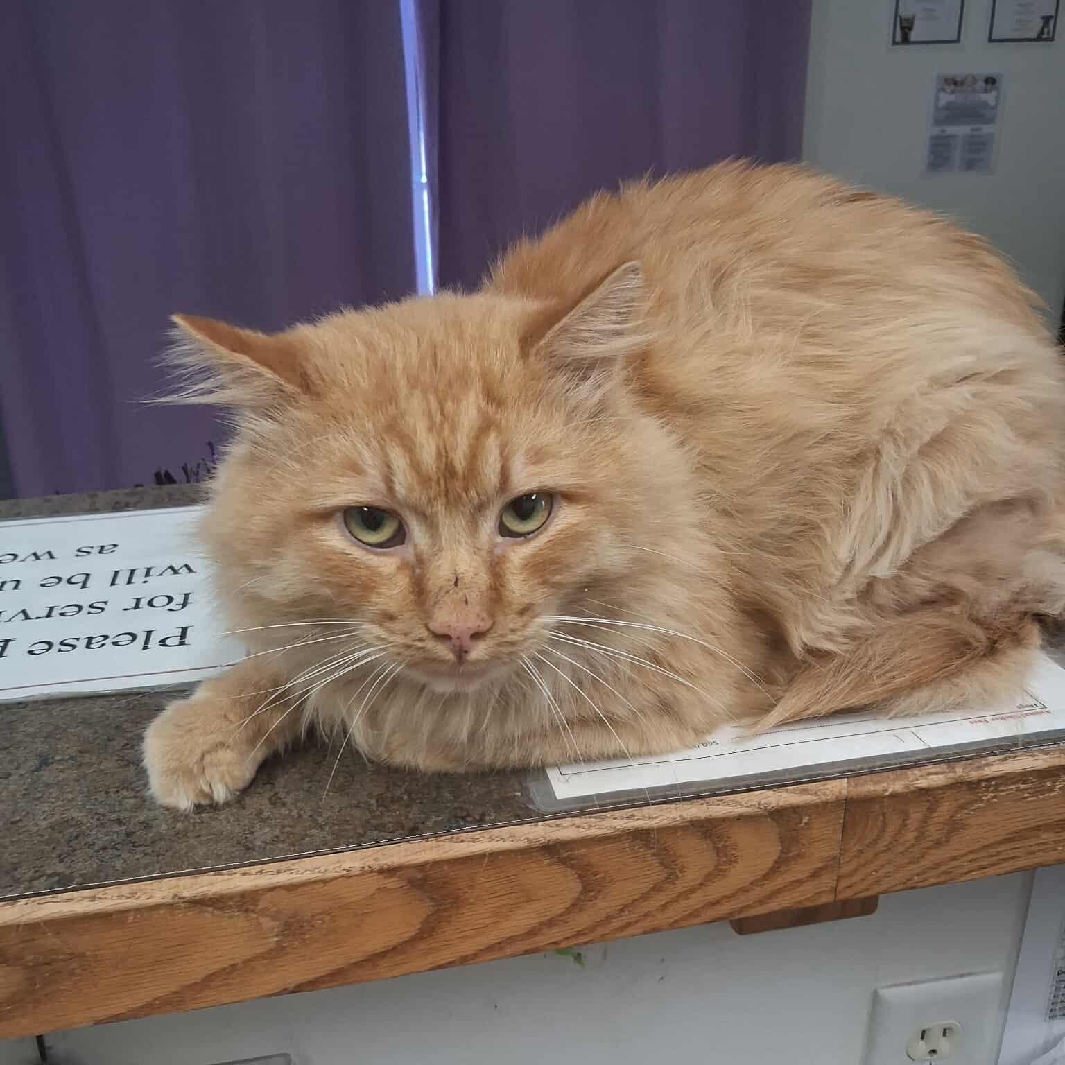 Count Flame, adoptable, Adult Male Domestic Long Hair.