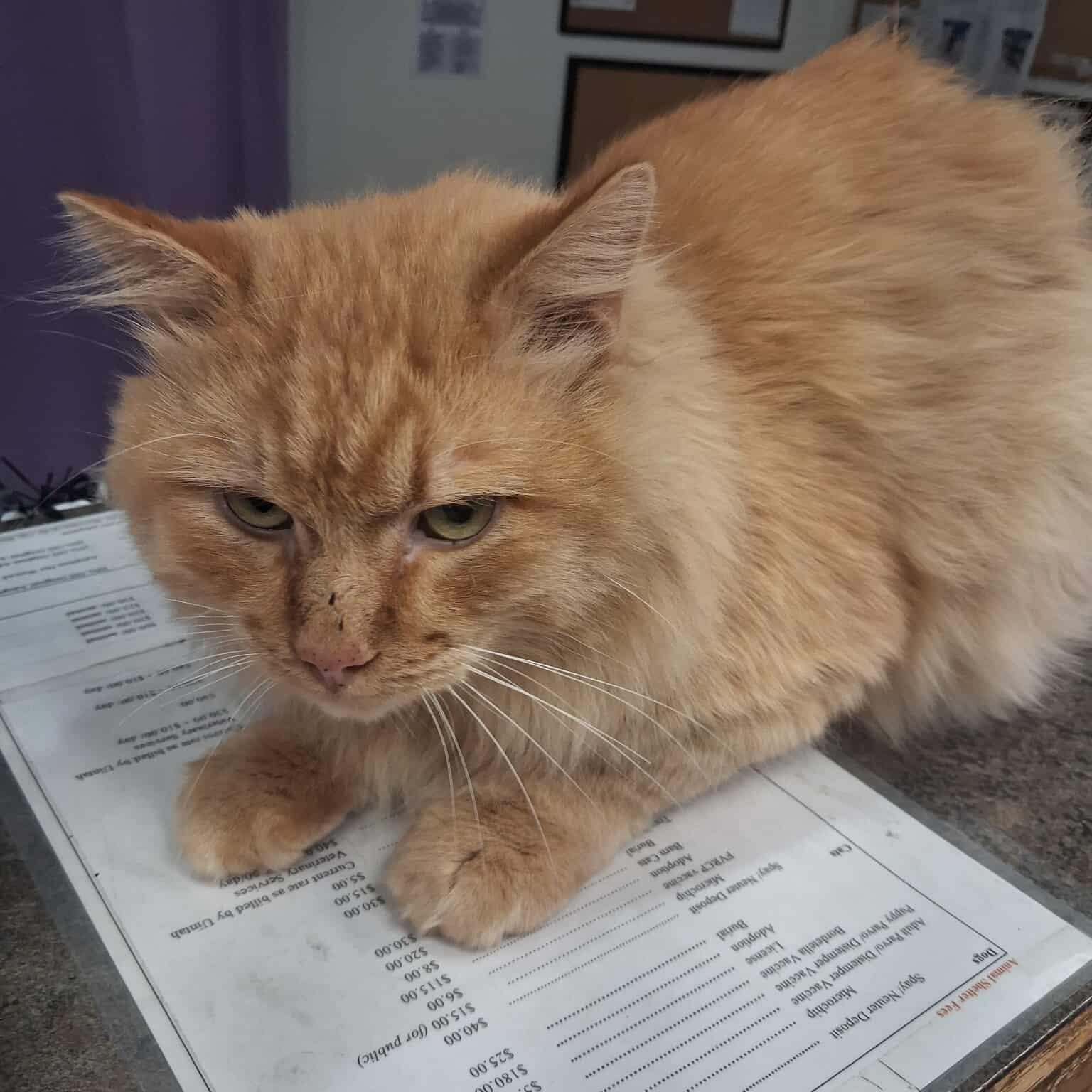 Count Flame, an adoptable Domestic Long Hair in Roosevelt, UT image 2/4