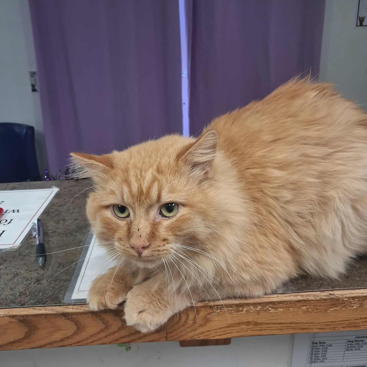 Count Flame, an adoptable Domestic Long Hair in Roosevelt, UT image 4/4