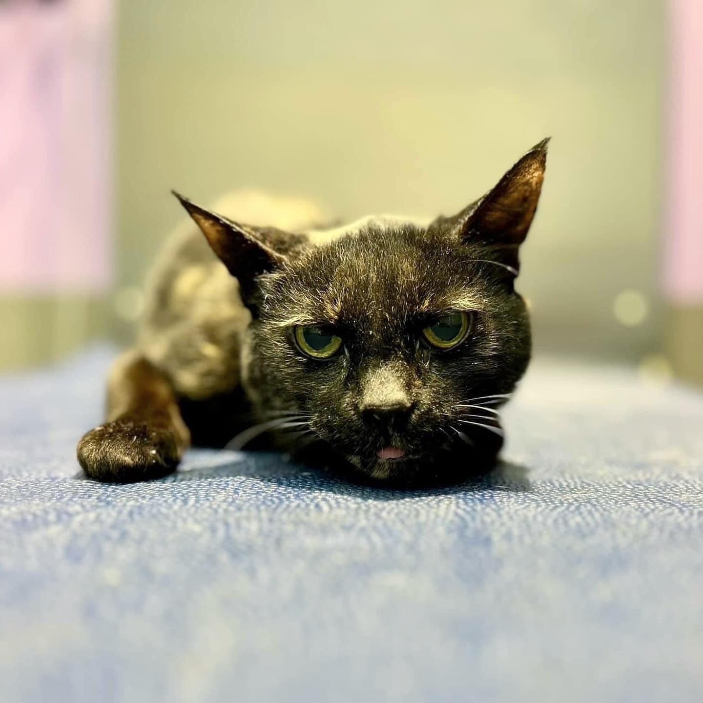 WREN!, Adoptable, Adult Female Tortoiseshell.