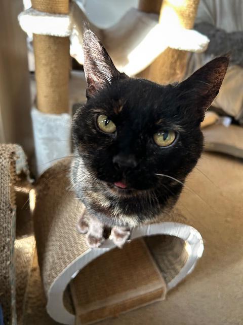 Enlarge WREN!, a Adoptable Tortoiseshell in Philadelphia, PA image 2/5