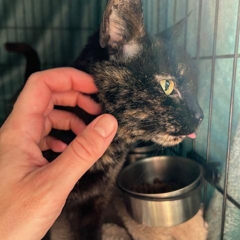 Enlarge WREN!, a Adoptable Tortoiseshell in Philadelphia, PA image 4/5