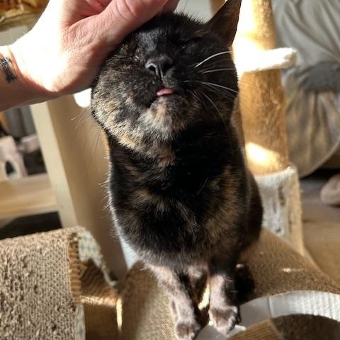 Enlarge WREN!, a Adoptable Tortoiseshell in Philadelphia, PA image 5/5