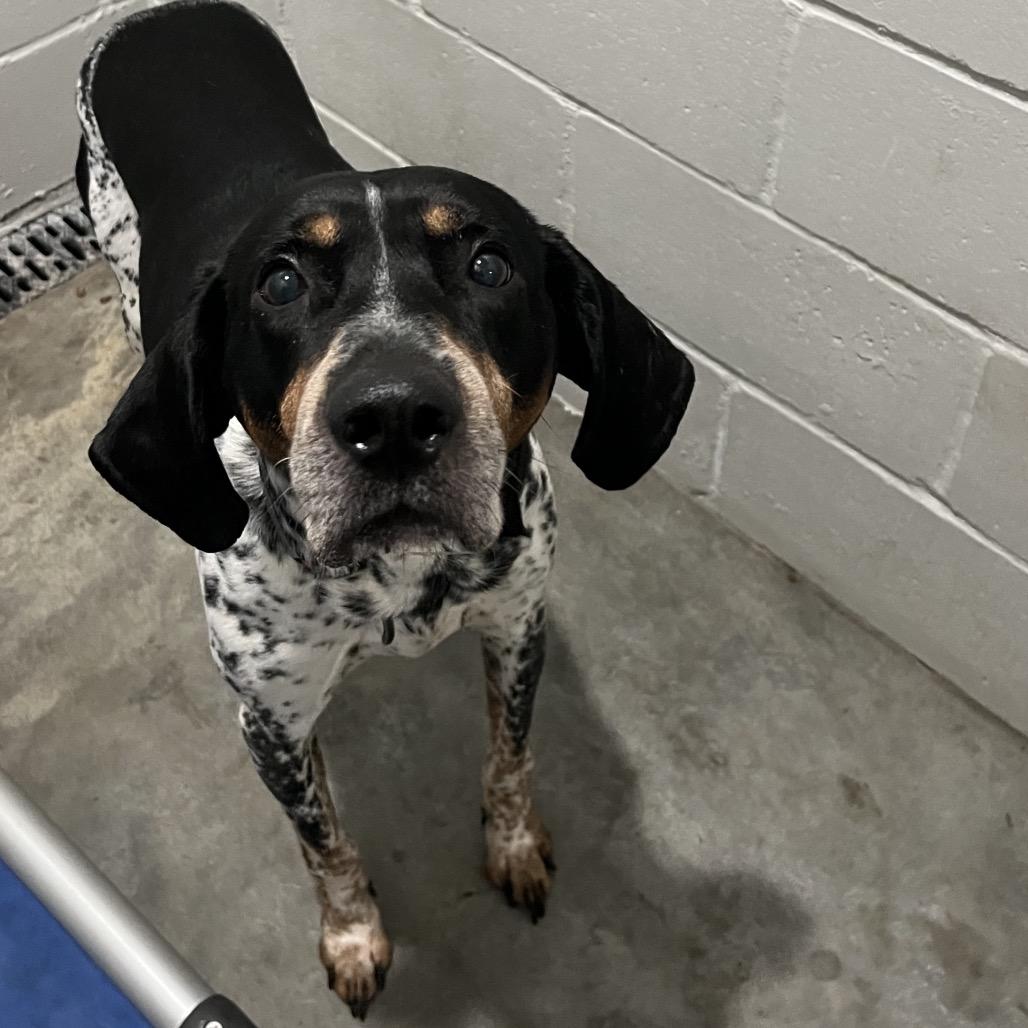 Ranger, Adoptable, Adult Male Treeing Walker Coonhound.