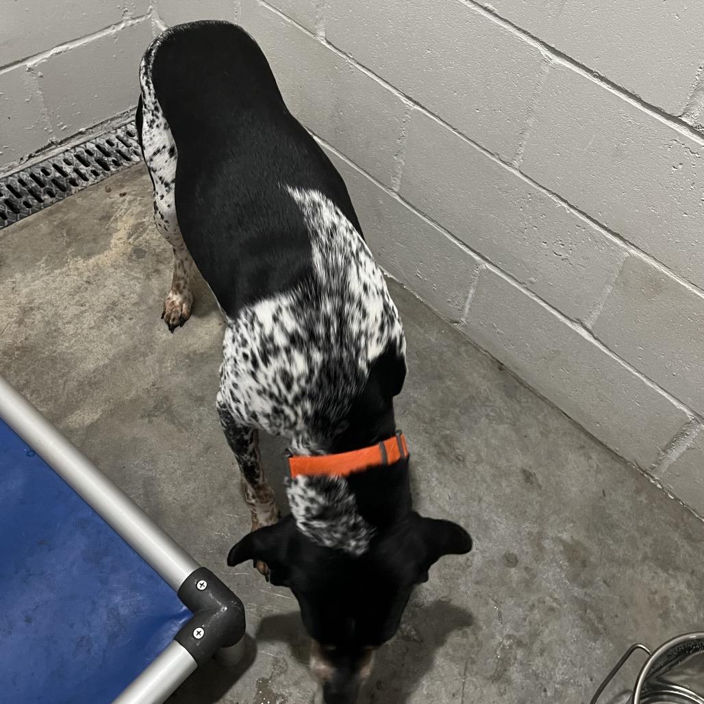 Enlarge Ranger, a Adoptable Treeing Walker Coonhound in Richmond Hill, GA image 2/3