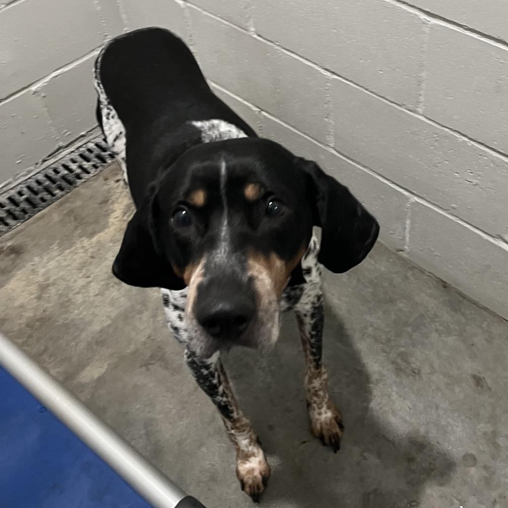 Enlarge Ranger, a Adoptable Treeing Walker Coonhound in Richmond Hill, GA image 3/3