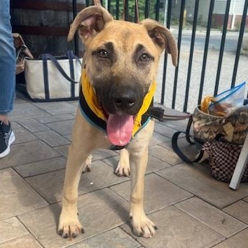 Enlarge Tex, a Adoptable mixed breed in Lambertville, NJ image 1/4