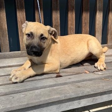 Enlarge Tex, a Adoptable mixed breed in Lambertville, NJ image 3/4