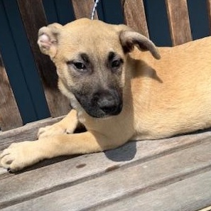 Enlarge Tex, a Adoptable mixed breed in Lambertville, NJ image 4/4
