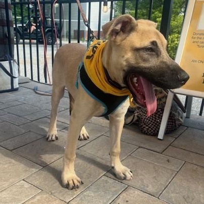 Enlarge Tex, a Adoptable mixed breed in Lambertville, NJ image 2/4