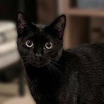 Freddy Friend (Barn Cat), Adoptable, Young Male American Shorthair.