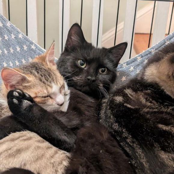 Enlarge Freddy Friend (Barn Cat), a Adoptable American Shorthair in Pikesville, MD image 3/6