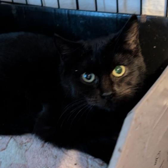 Enlarge Freddy Friend (Barn Cat), a Adoptable American Shorthair in Pikesville, MD image 5/6