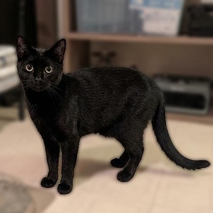 Enlarge Freddy Friend (Barn Cat), a Adoptable American Shorthair in Pikesville, MD image 6/6