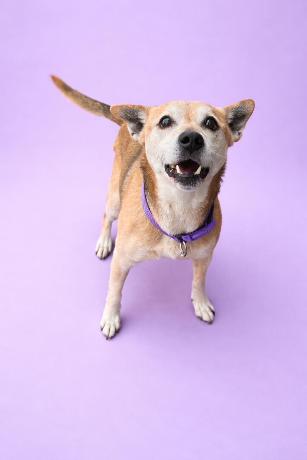 Enlarge Lexi, a Adopted mixed breed in Kansas City, MO image 1/2