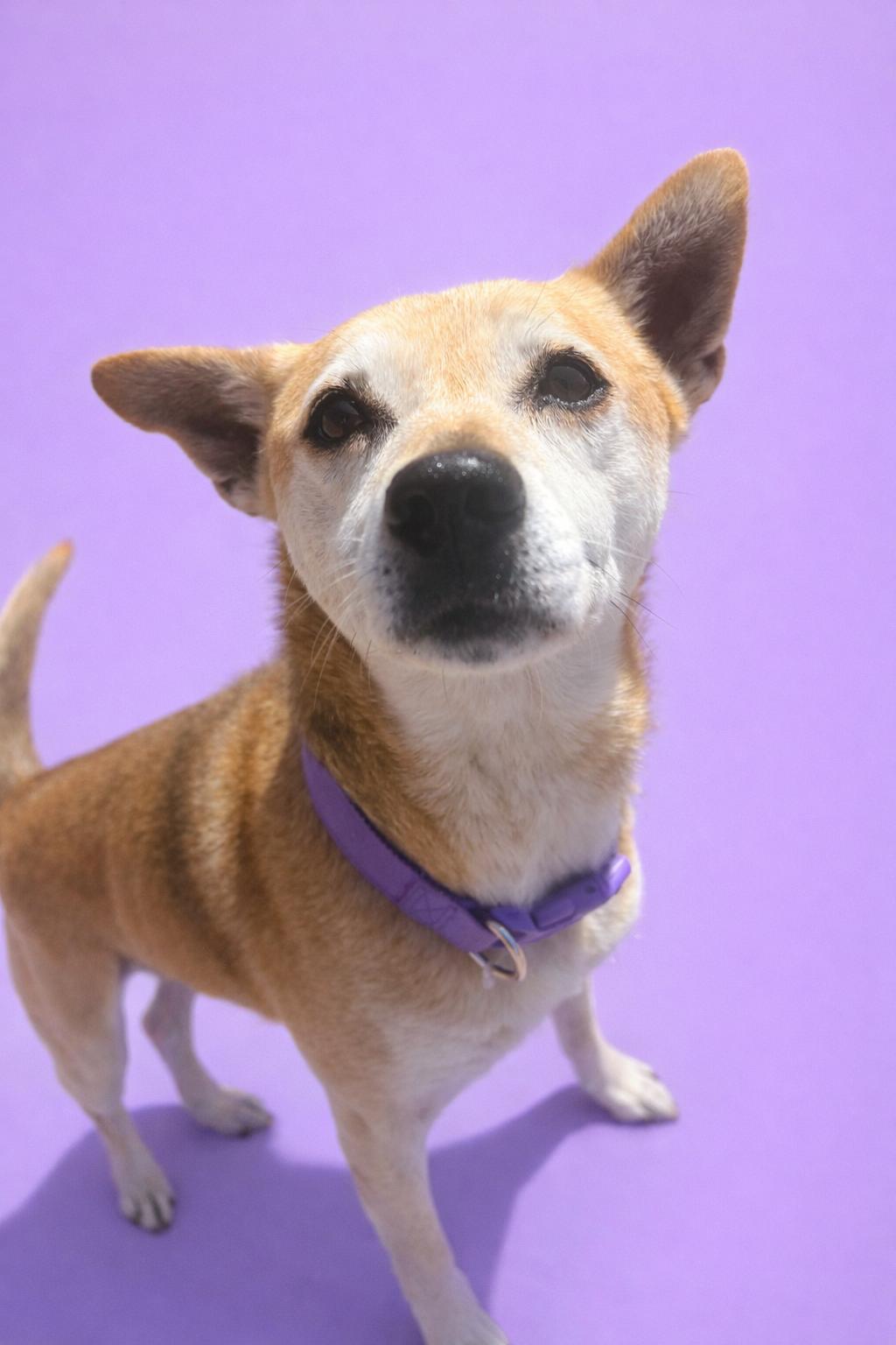 Enlarge Lexi, a Adopted mixed breed in Kansas City, MO image 2/2