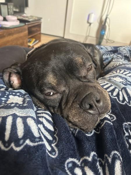 Enlarge Lark, a Adoptable mixed breed in Staten Island, NY image 1/6