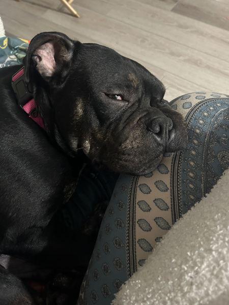 Enlarge Lark, a Adoptable mixed breed in Staten Island, NY image 2/6