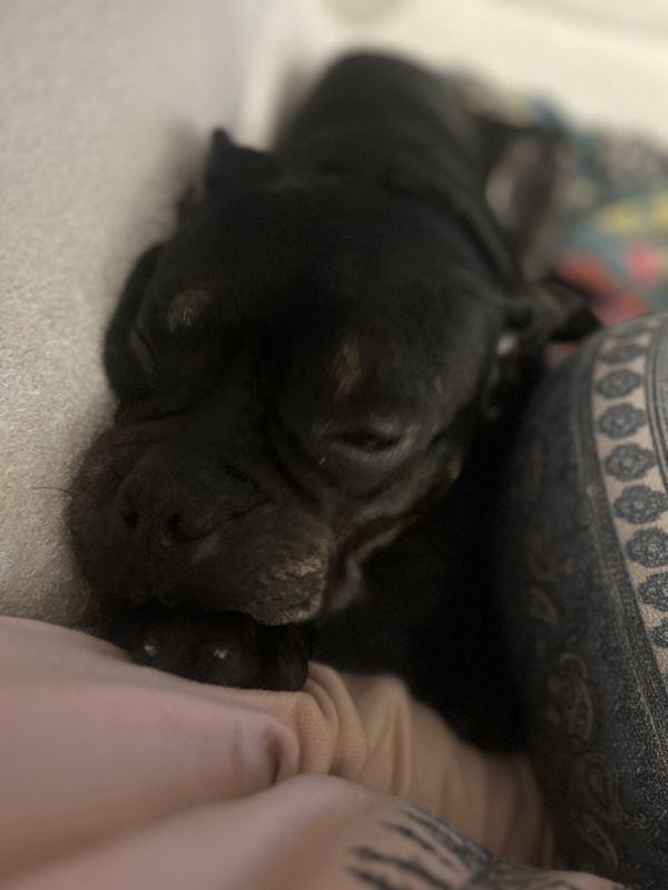 Enlarge Lark, a Adoptable mixed breed in Staten Island, NY image 3/6