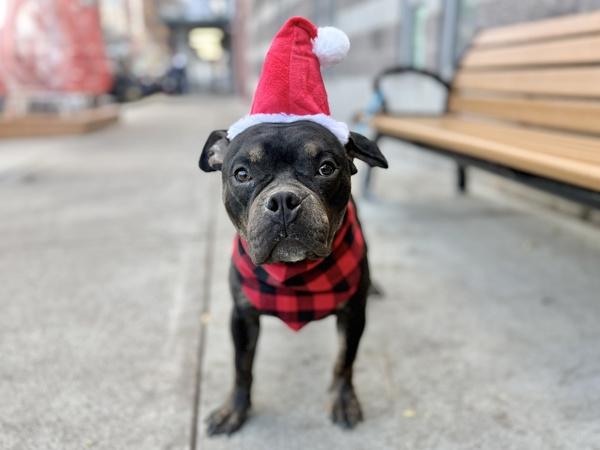 Enlarge Lark, a Adoptable mixed breed in Staten Island, NY image 4/6
