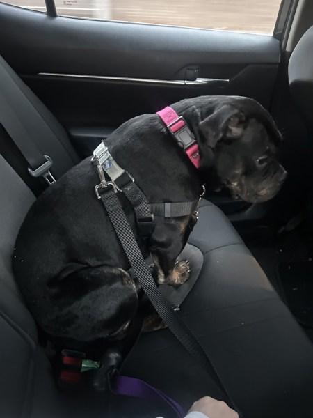 Enlarge Lark, a Adoptable mixed breed in Staten Island, NY image 5/6