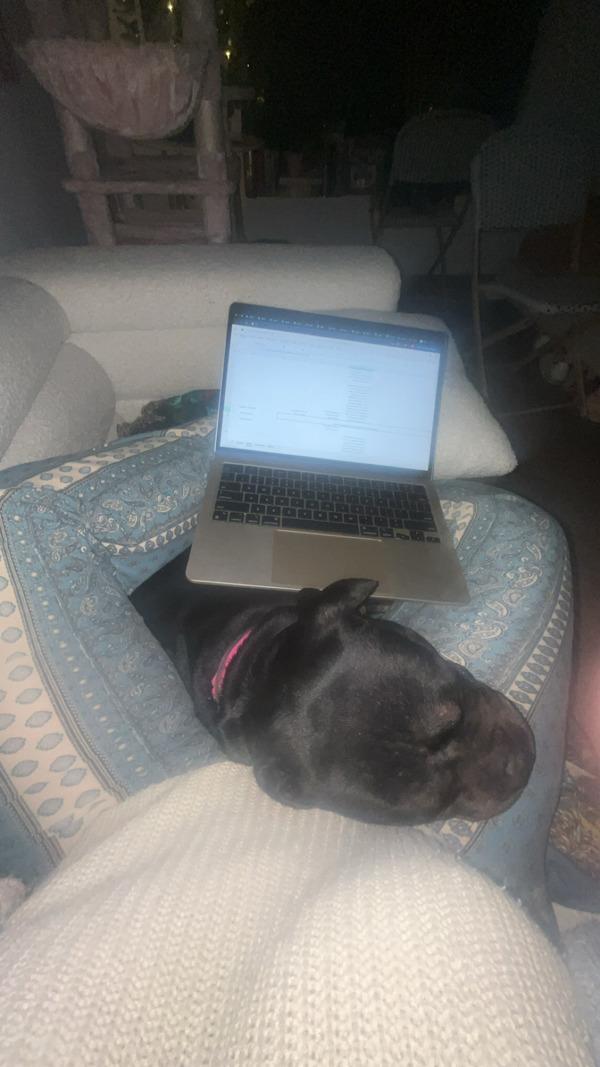 Enlarge Lark, a Adoptable mixed breed in Staten Island, NY image 6/6