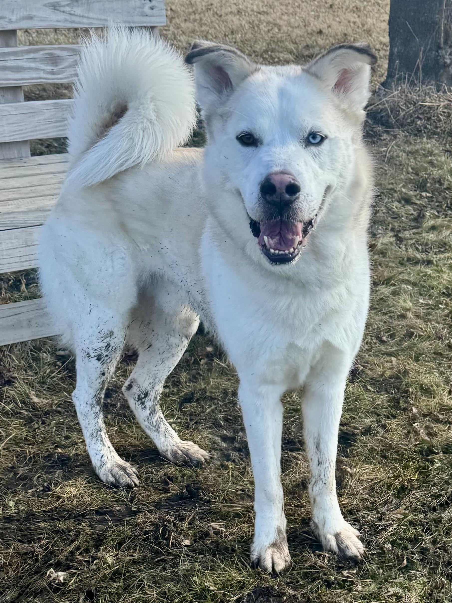 Blu, ADOPTABLE, Adult Male Husky & Great Pyrenees.