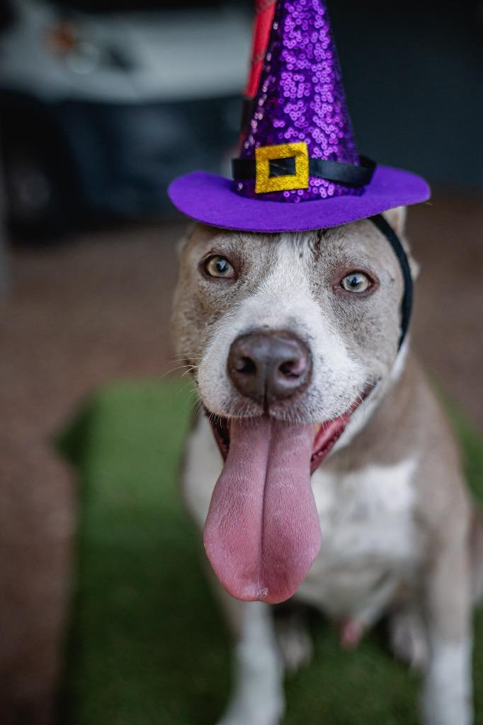 Enlarge Zeke, a Adoptable mixed breed in Anacortes, WA image 2/5