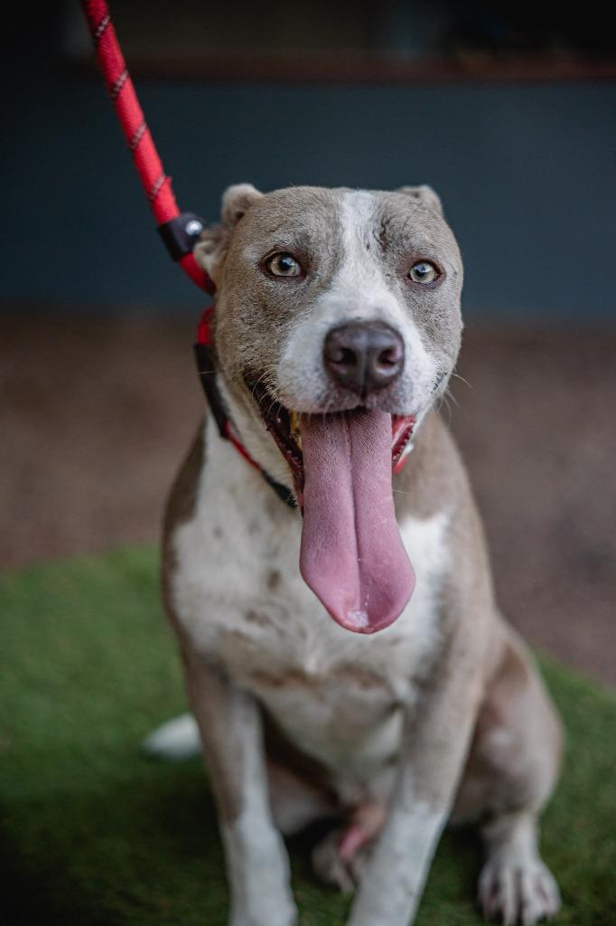 Enlarge Zeke, a Adoptable mixed breed in Anacortes, WA image 4/5