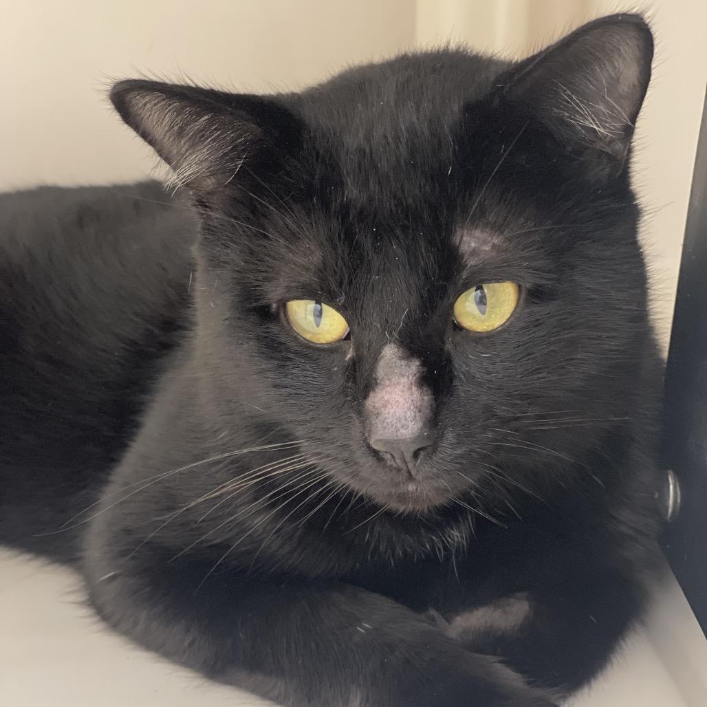 Enlarge Licorice, a Adoptable Domestic Short Hair in Sarasota, FL image 1/5