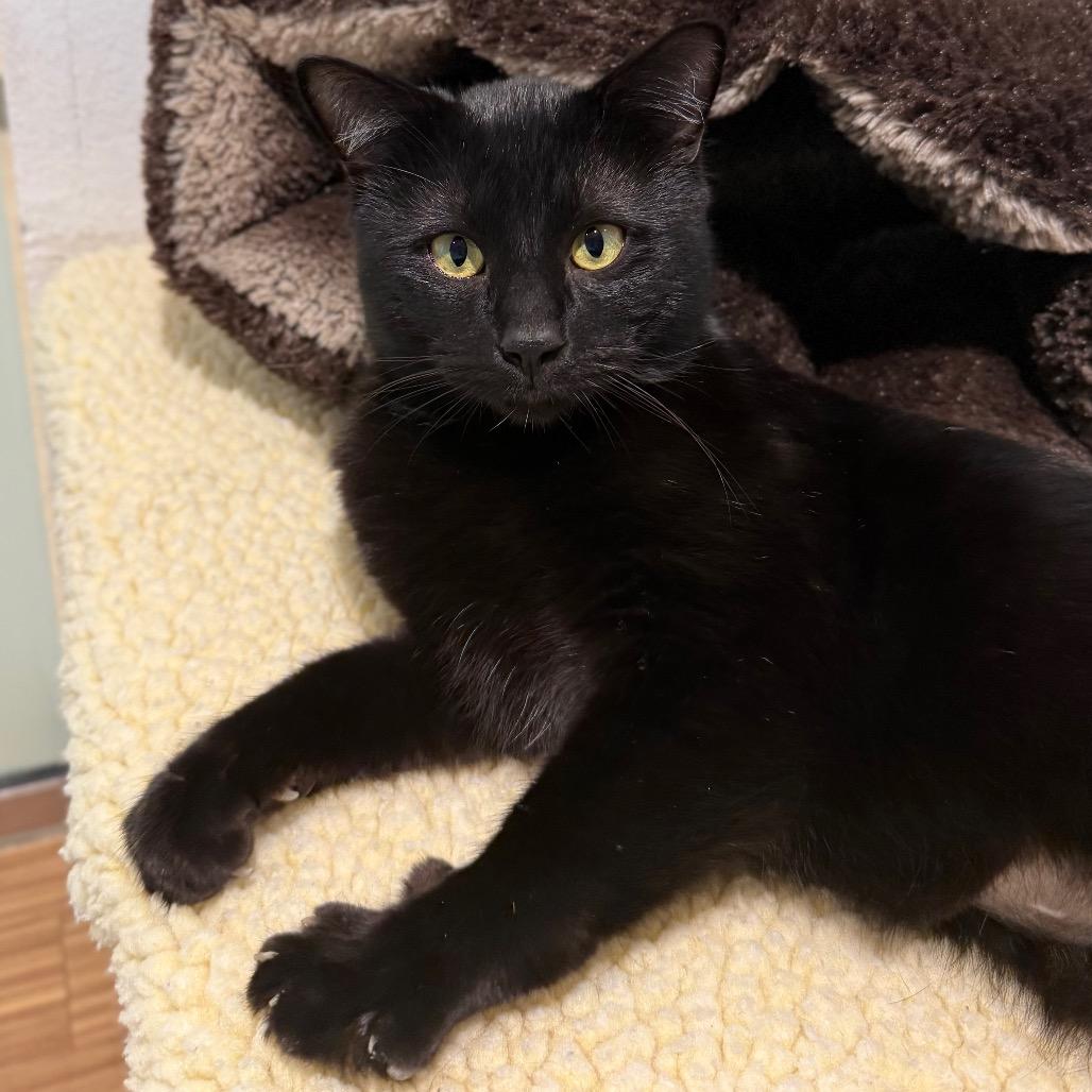 Enlarge Licorice, a Adoptable Domestic Short Hair in Sarasota, FL image 3/5