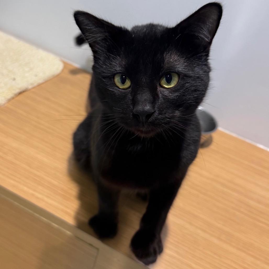 Enlarge Licorice, a Adoptable Domestic Short Hair in Sarasota, FL image 4/5