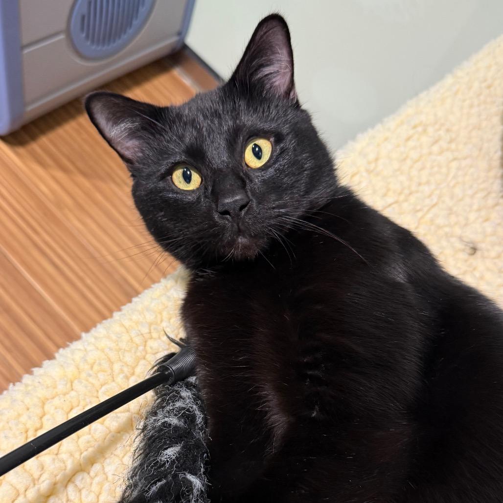 Enlarge Licorice, a Adoptable Domestic Short Hair in Sarasota, FL image 5/5